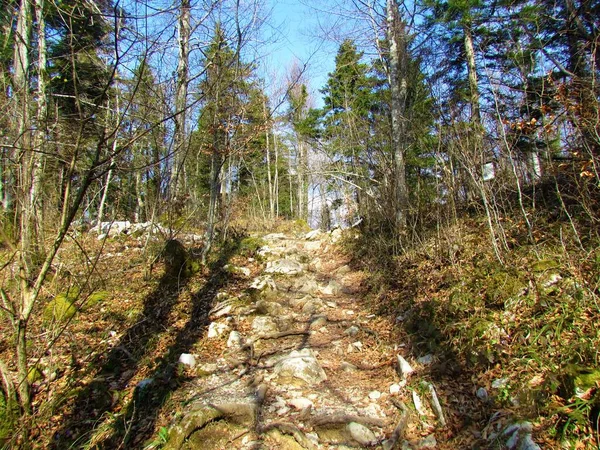 Sonnenbeleuchteter Weg Mit Felsen Bedeckt Der Einen Mischwald Aus Laub — Stockfoto