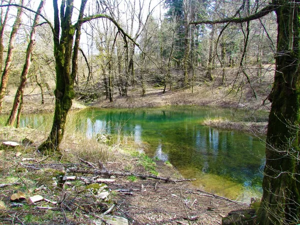 Slovenya Nın Notranjska Bölgesindeki Rakov Skocjan Gölü Kıyıları Kaplayan Ormanlarla — Stok fotoğraf