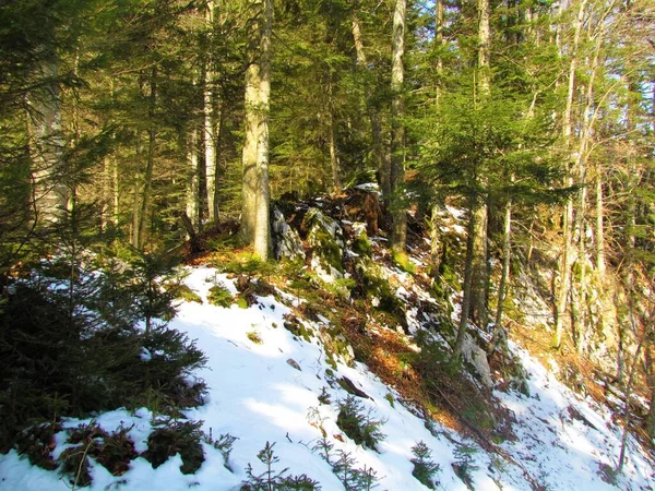 Meestal Naaldhout Boreale Sparren Bergbos Een Zonnige Dag Met Sneeuw — Stockfoto