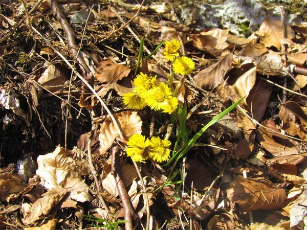 Close Yellow Blooming Coltsfoot Tussilago Farfara Flowers — Stock Photo, Image