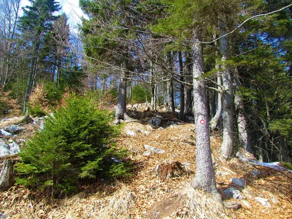 ブナとスプルースの混合広葉樹と裸の木と晴れた日に針葉樹の山の森 — ストック写真