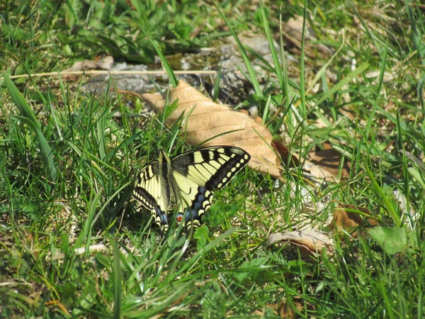 Amarillo Negro Coloreado Viejo Mundo Swallowtail Papilio Machaon Mariposa —  Fotos de Stock