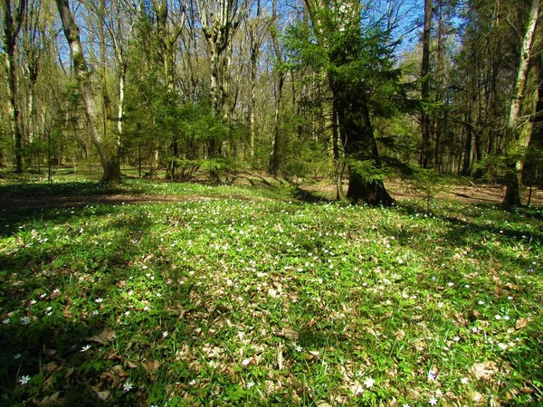 Suelo Del Bosque Primavera Cubierto Exuberante Vegetación Con Flores Anémona — Foto de Stock