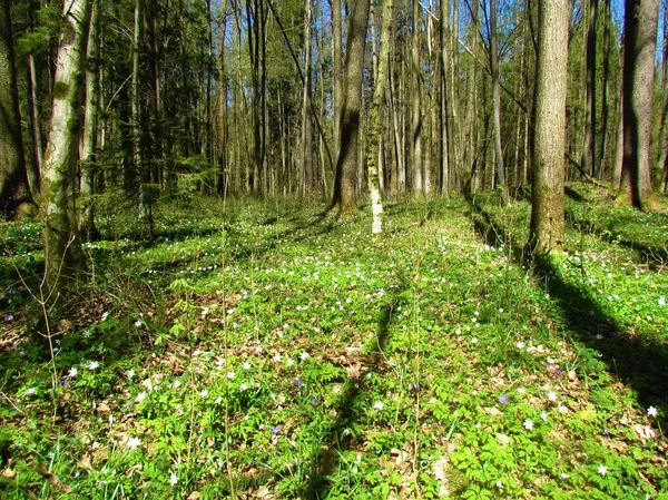 Waldboden Frühling Bedeckt Mit Üppiger Vegetation Mit Weißen Blühenden Waldanemonen — Stockfoto