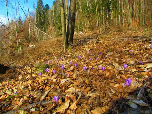 Sol Forestier Couvert Feuilles Brunes Sèches Crocus Printemps Floraison Violette — Photo