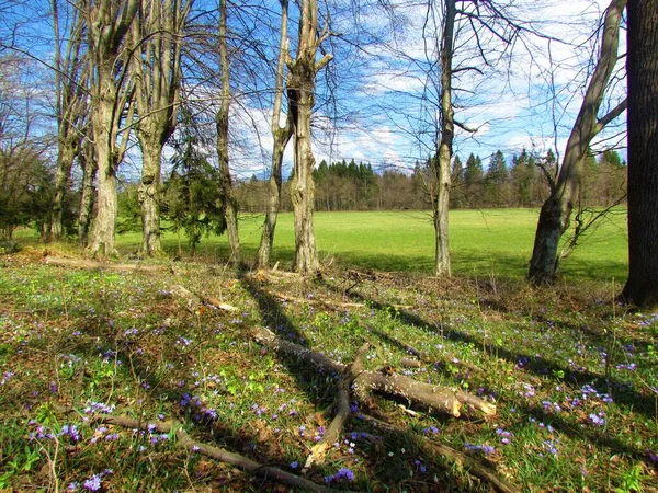 Europese Haagbeuk Bos Verlicht Door Zonneschijn Paars Bloeiende Lever Anemone — Stockfoto