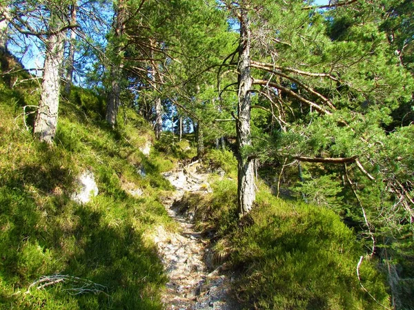 Weg Durch Einen Fichten Und Kiefernwald — Stockfoto