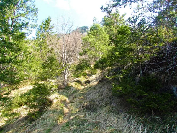覆盖干草 山毛榉和松树林的陡坡 — 图库照片