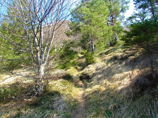 Pendiente Empinada Cubierta Hierba Seca Bosque Haya Pino —  Fotos de Stock