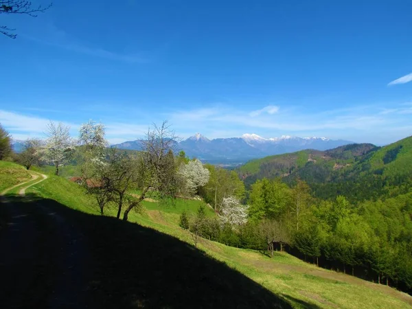 View Kamnik Savinja Alps Gorenjska Region Slovenia Mountain Meadow White — Stockfoto