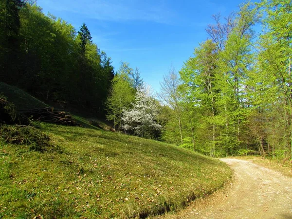 Grasveld Verlicht Door Zonlicht Omgeven Door Een Bos Fel Groen — Stockfoto