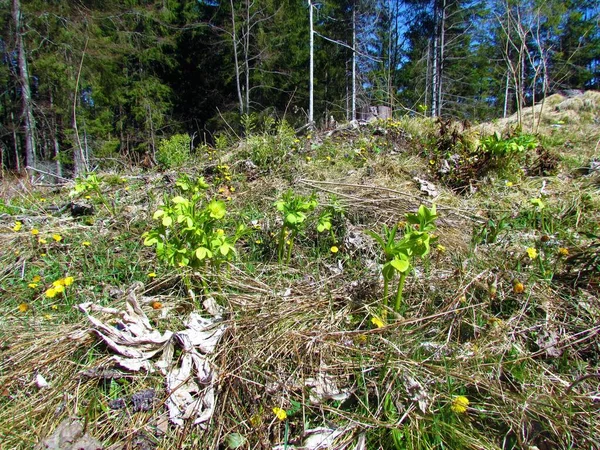 Wiosenne Kwiaty Helleborus Viridis Pokrywające Podłoże Leśne — Zdjęcie stockowe