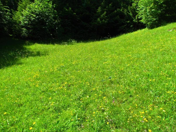 Wiese Mit Weißen Gänseblümchen Und Einem Wald Hintergrund Einem Sonnigen — Stockfoto