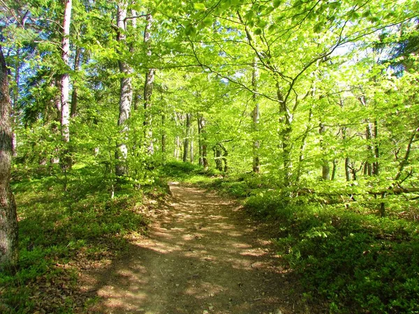 Schöne Leuchtend Grüne Gemäßigte Laubwälder Üppigem Frühlingslaub Einem Sonnigen Tag — Stockfoto