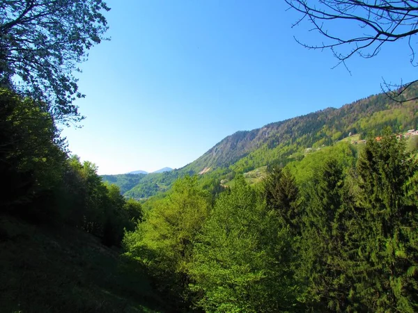 スロベニアのJelovica高原の下の森林に覆われた斜面の風景晴れた日に明るい緑の春の葉 — ストック写真