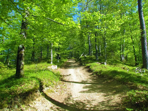 Piękny Jasny Zielony Umiarkowany Liściasty Las Bujnej Wiosennych Liści Słoneczny — Zdjęcie stockowe