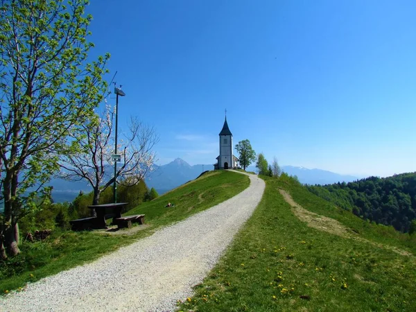 Chiesa Jamnik Primavera Con Prato Albero Frutto Bianco Fiore Fronte — Foto Stock