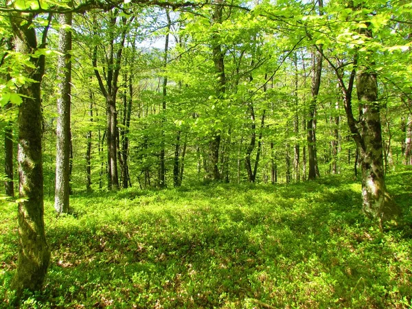 明媚的绿色温带 落叶森林 春叶茂盛 阳光明媚 — 图库照片