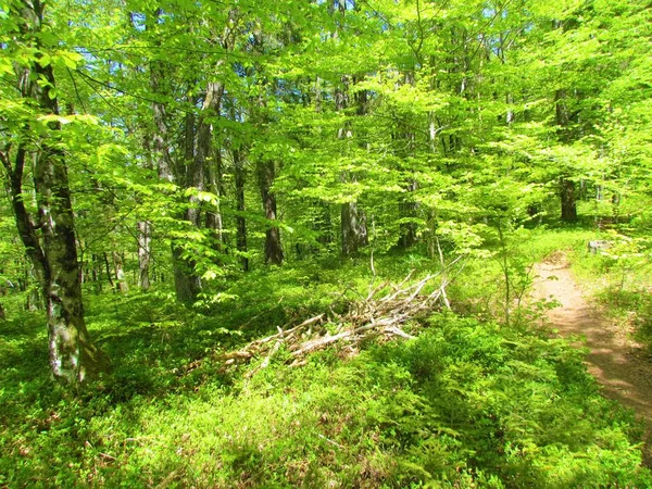 Mooi Helder Groen Gematigd Loofbos Weelderig Voorjaarsblad Een Zonnige Dag — Stockfoto