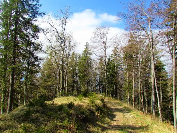 Fußweg Der Durch Eine Lichtung Einem Laub Und Nadelmischwald Führt — Stockfoto
