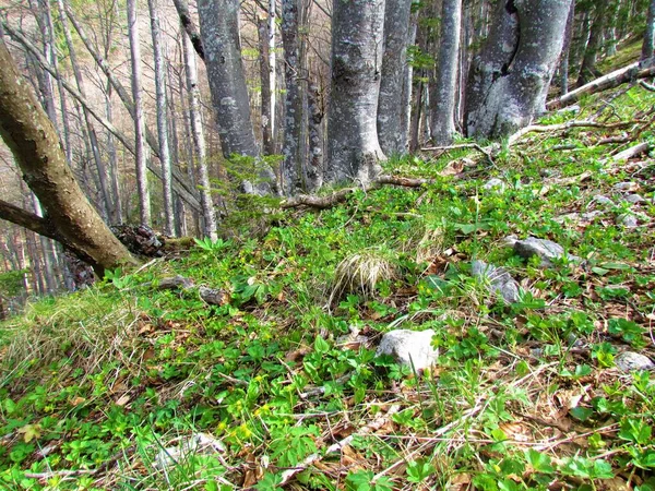 Bujna Wczesna Wiosenna Roślinność Herbacous Bukowym Lesie Zielonymi Kwiatami Epipactis — Zdjęcie stockowe