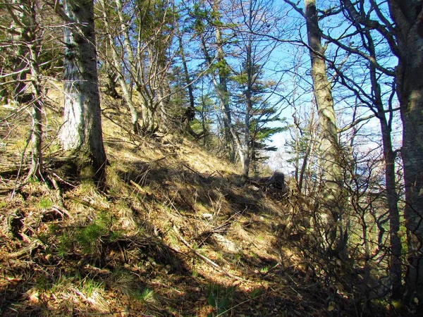 Bergbeuken Sparren Loof Naaldbos Met Kale Beukenbomen Met Droog Gras — Stockfoto