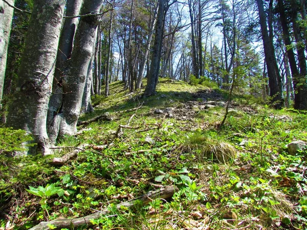 春天温暖的落叶山毛榉林 阳光灿烂的日子里 茂密的草本植物覆盖着地面 — 图库照片