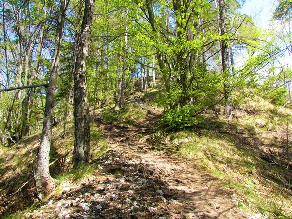 山毛榉和松树的混合阔叶林和针叶林 在新鲜的绿色春叶和一条通往斜坡的小径上 — 图库照片