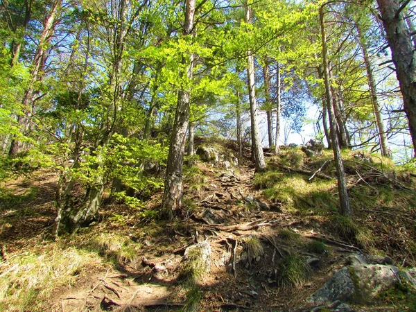 山毛榉和松树的混合阔叶林和针叶林 在新鲜的绿色春叶和一条通往斜坡的小径上 — 图库照片