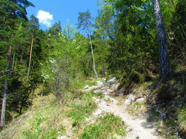 Pulire Una Pineta Scots Faggio Con Guelder Bianco Fioritura Cespuglio — Foto Stock