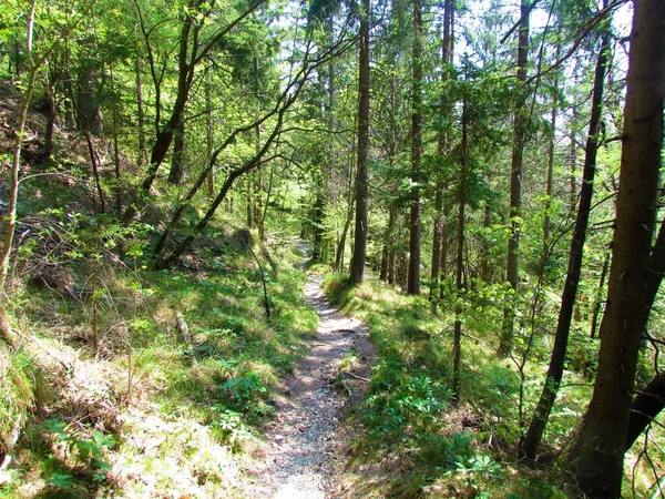 Sentier Pédestre Menant Travers Une Forêt Mixte Feuillus Conifères Hêtres — Photo