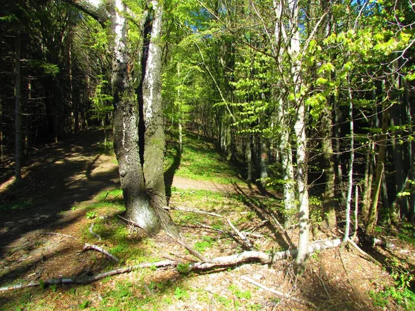 Forêt Hêtres Décidés Tempérés Vert Vif Ensoleillé Sur Une Végétation — Photo