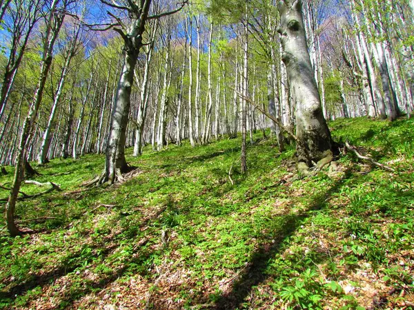Jasnozielony Las Bukowy Wiosną Bujną Roślinnością Zielną Pokrywającą Ziemię Liśćmi — Zdjęcie stockowe