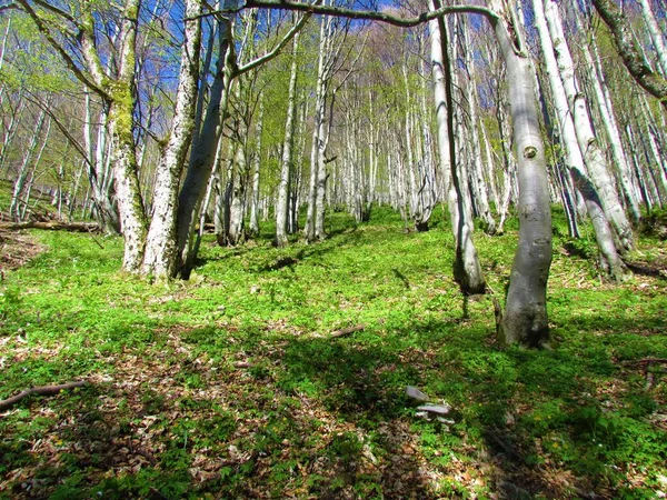 Strahlend Grüne Buchen Und Ahornwälder Frühling Mit Üppiger Krautiger Vegetation — Stockfoto
