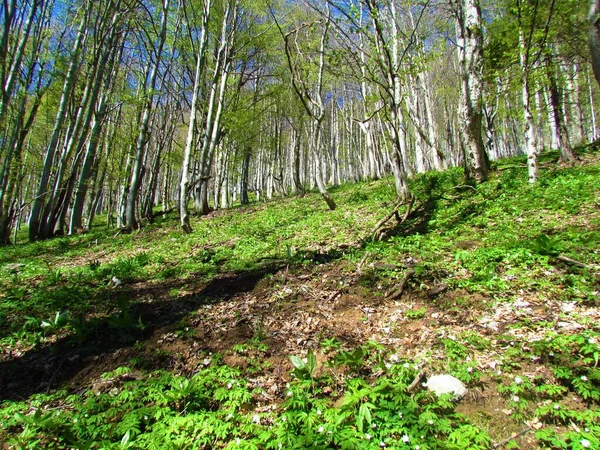 Ярко Зеленый Буковый Лес Весной Пышной Травянистой Растительностью Покрывающей Землю — стоковое фото