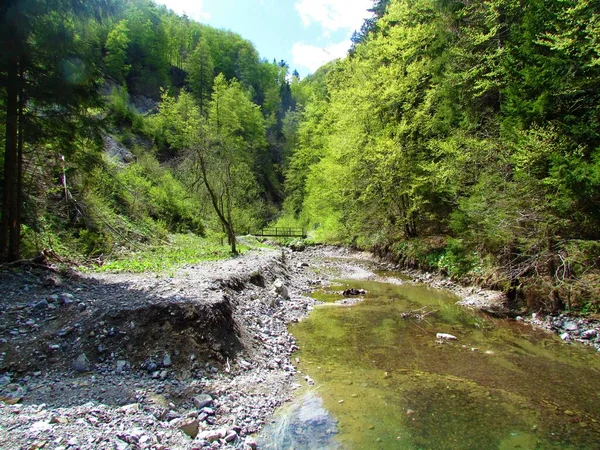 Flusso Vicino Una Foresta Latifoglie Decidua Temperata Davca Gorenjska Slovenia — Foto Stock