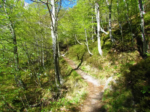 Trail Die Leidt Door Een Loofbos Met Loofbomen Een Zonnige — Stockfoto