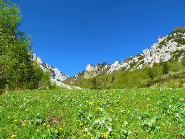 スロベニアのゴレンスカ地方のカラバンクスのゼレニカ山の上の山々の眺め緑の葉の木と前に黄色の開花タンポポの花の草原 — ストック写真