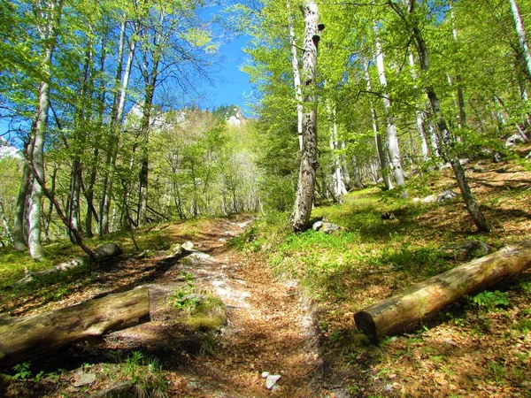 在斯洛文尼亚的一个阳光明媚的日子里 一条小径穿过一片落叶阔叶树林 — 图库照片