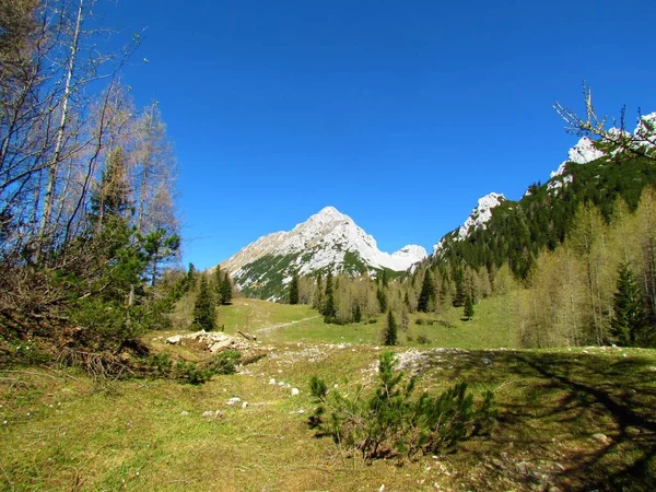 Pohled Horu Vrtaca Louku Zelenici Karawanks Gorenjska Slovinsko Obklopen Jehličnatým — Stock fotografie