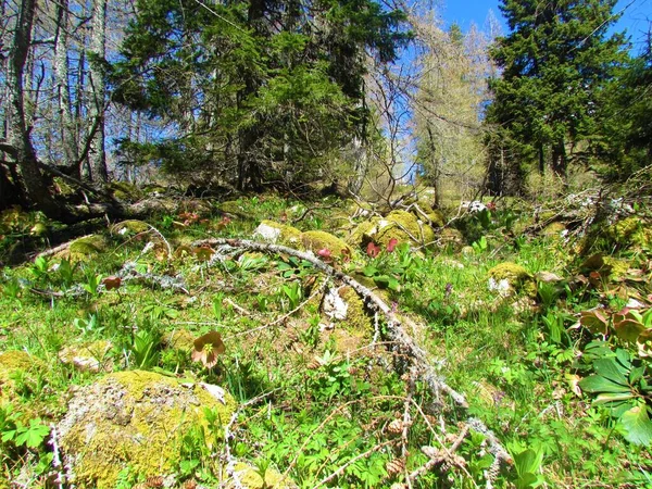 Prado Alpino Con Exuberante Vegetación Primaveral Abetos Eslovenia — Foto de Stock