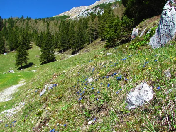 Alpin Äng Våren Upplyst Solljus Med Ett Berg Barrgran Och — Stockfoto