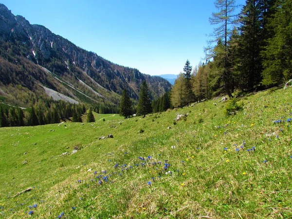 Альпийская Долина Покрытая Лугом Весной Освещенная Солнечным Светом Горой Хвойной — стоковое фото