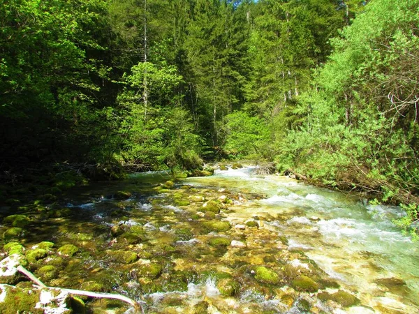 Ποταμός Kamniska Bistrica Στη Σλοβενία Βρύα Κάλυψε Βράχια Και Περιβάλλεται — Φωτογραφία Αρχείου