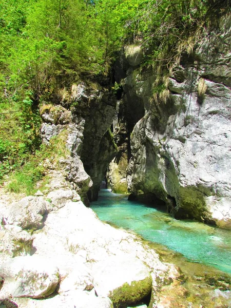 Turkos Grön Färgad Kamniska Bistrica Floden Rinner Predaselj Ravin Slovenien — Stockfoto