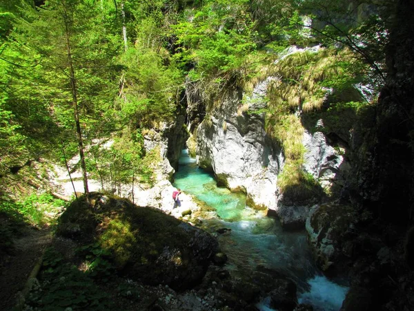 阳光灿烂的一天 绿松石绿色的卡姆尼斯卡 比斯特里察河从斯洛文尼亚的普雷达塞利峡谷流出 — 图库照片