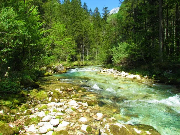 Красивая Горная Река Камниска Бистрица Словении Окруженная Лесом Солнечный День — стоковое фото