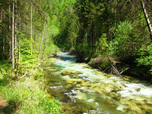 Scénická Krásná Horská Řeka Kamniska Bistrica Slovinsku Obklopená Lesem Slunečného — Stock fotografie