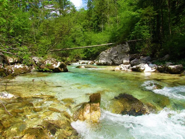 Natursköna Vackra Kamniska Bistrica Berg Floden Slovenien Omgiven Skog Solig — Stockfoto