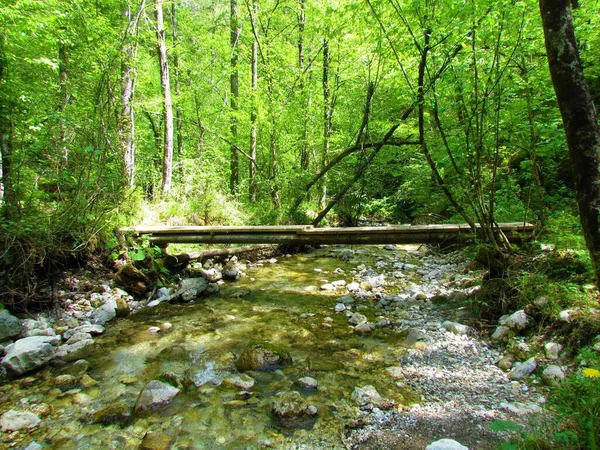 Slovenya Geniş Yapraklı Yaprak Döken Bir Ormandan Akan Derenin Üzerindeki — Stok fotoğraf